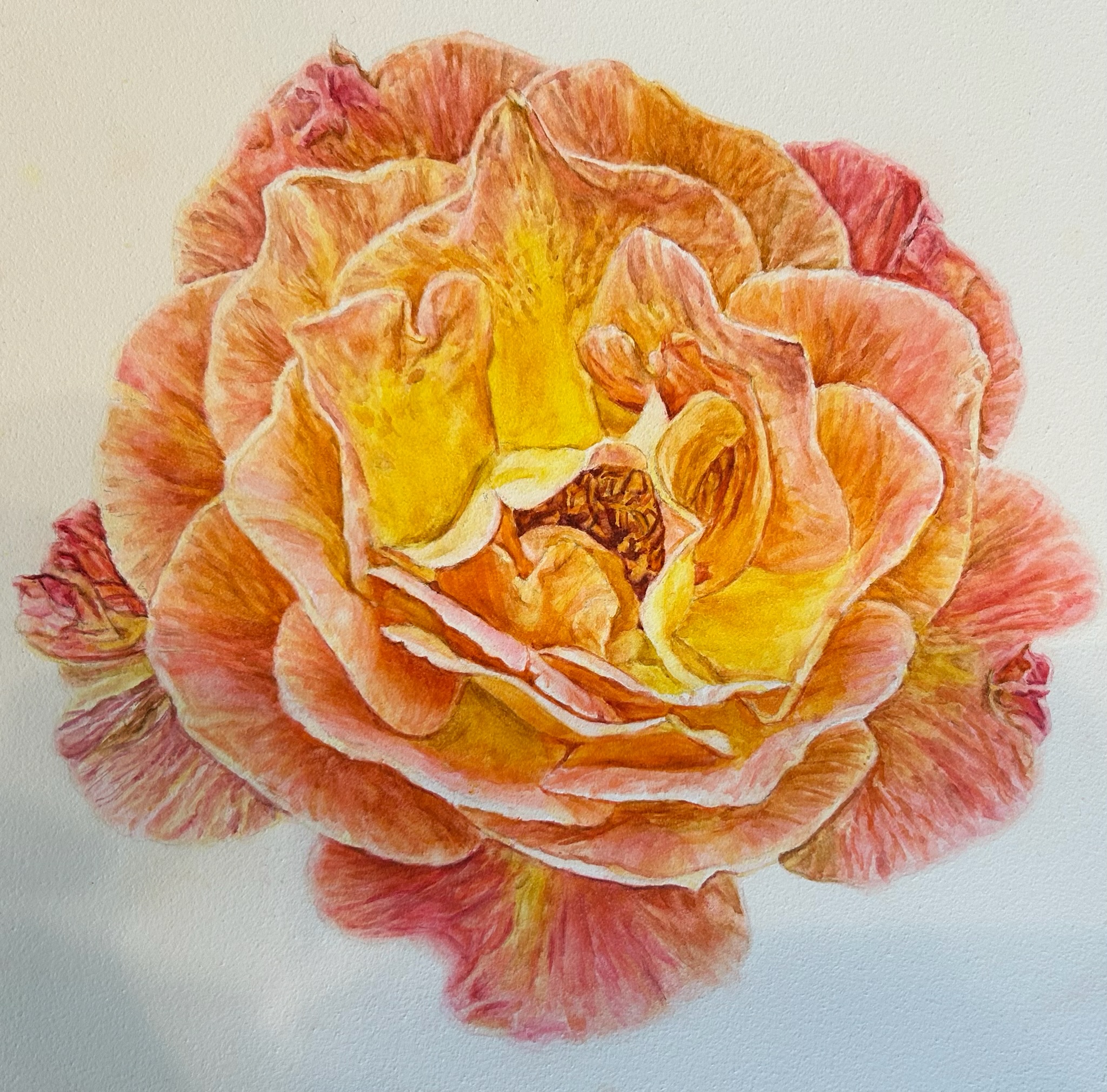 Watercolor painting of rose